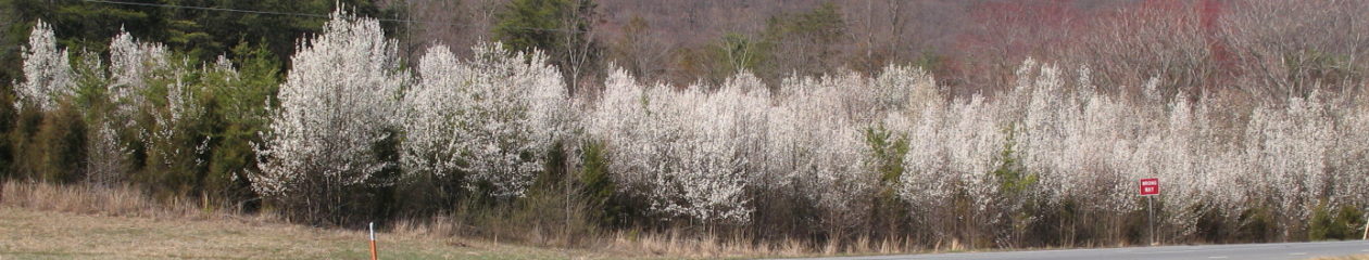              Invasive Plant Society